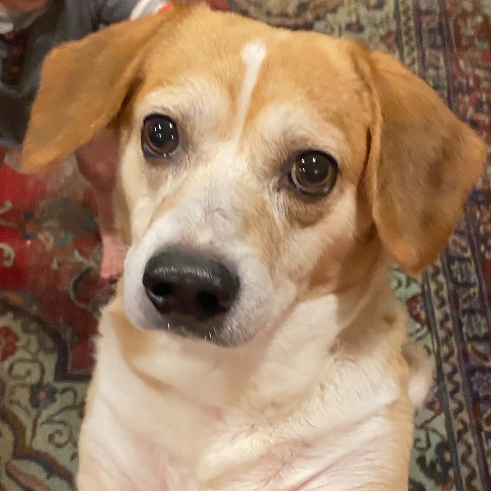 Meet your Posher, Vincent